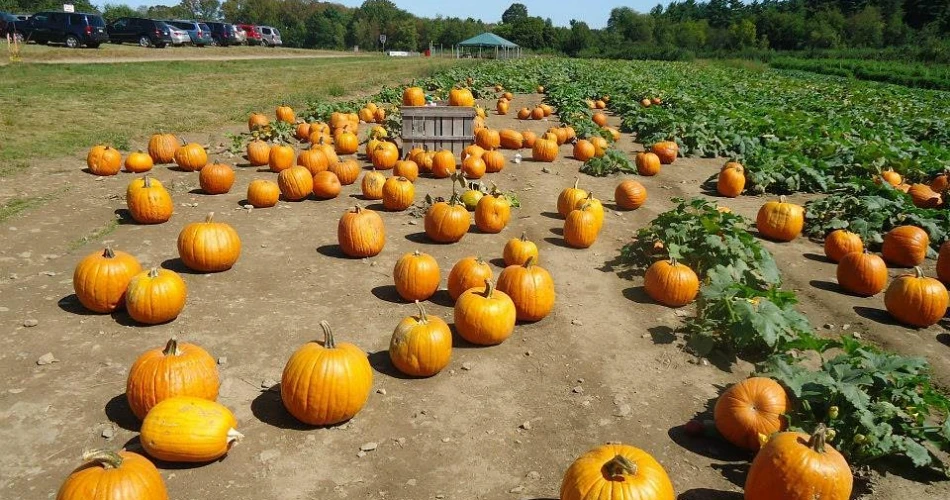 Top Things to Do in Hampton Falls: A Complete Visitor’s Guide